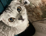 Кошки в Пензе: Отдам кошку в добрые руки, 9 месяцев  Девочка, 10 руб. - фото 3