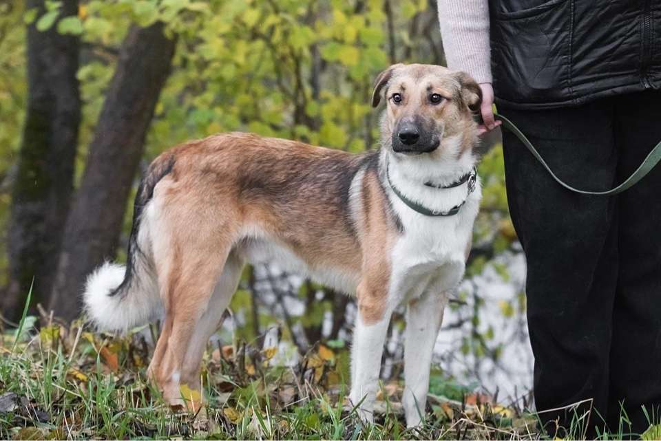 Собаки в Москве: Срочно ищет семью молодой пес Ричард Мальчик, 1 руб. - фото 5