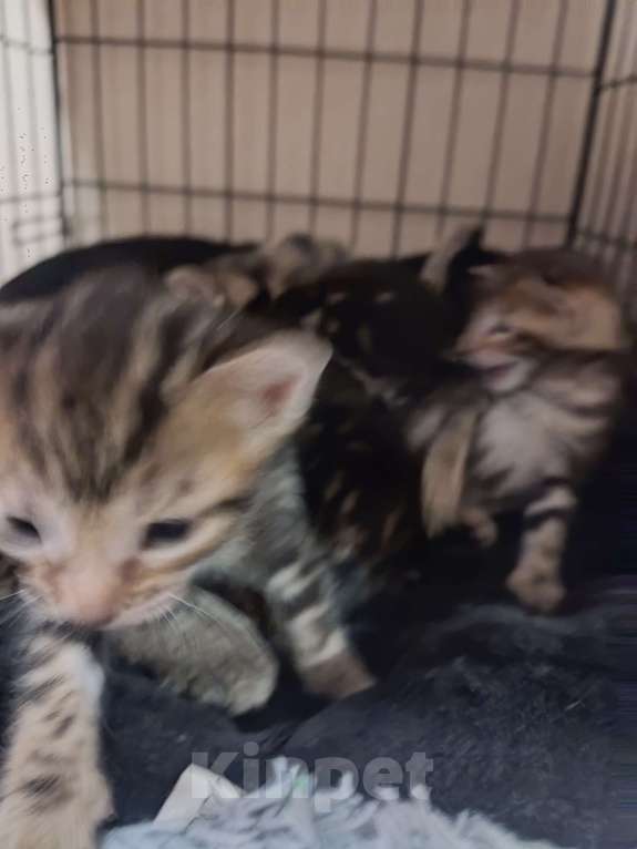 Кошки в Санкт-Петербурге: Бенгальские котята Мальчик, 7 000 руб. - фото 6