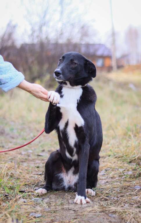Собаки в Москве:  Джесси нужен дом  Девочка, Бесплатно - фото 5