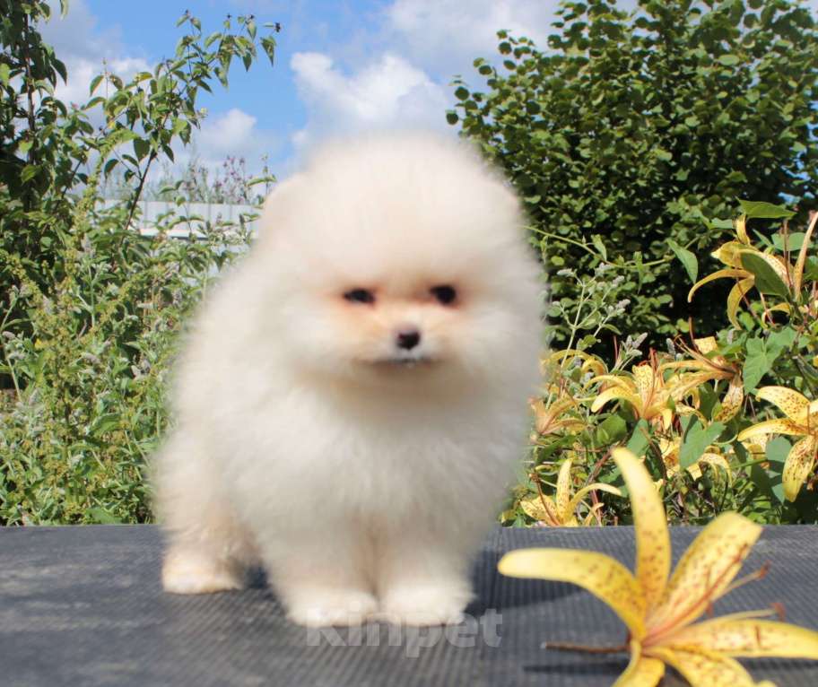 Собаки в Москве: померанский шпиц мини девочки Девочка, 50 000 руб. - фото 7