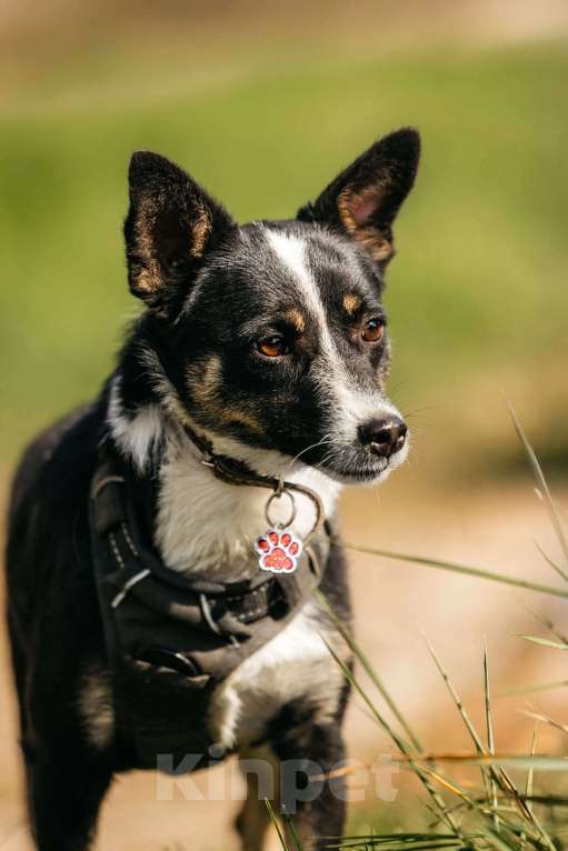 Собаки в Москве: Очаровательная маленькая собачка Налла в дар Девочка, 1 руб. - фото 3