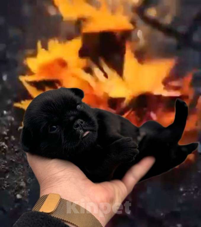 Собаки в Москве: Черный гриффон Мальчик, Бесплатно - фото 2