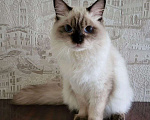 Кошки в Новосибирске: Esenin iz Lukomoriay Мальчик, 40 000 руб. - фото 3