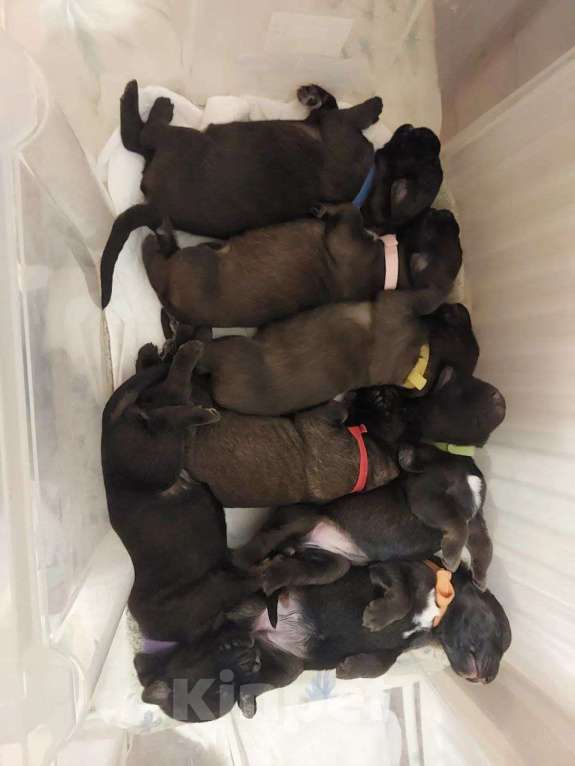 Собаки в других городах Ленинградской области: 🦁 ПОСЛЕДНИЙ ШАНС ЗАБРАТЬ ДОМОЙ МАЛЕНЬКОГО ЛЬВА! 9 КОРОЛЕВСКИХ ЩЕНКОВ ЛЕОНБЕРГЕРА ИЩУТ СВОИХ ЛЮДЕЙ. Разнополые, Бесплатно - фото 1