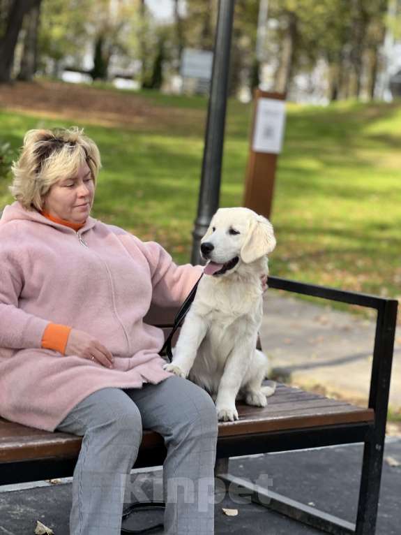 Собаки в других городах Московской области: Щенки Породы Золотистый ретривер  Мальчик, Бесплатно - фото 3