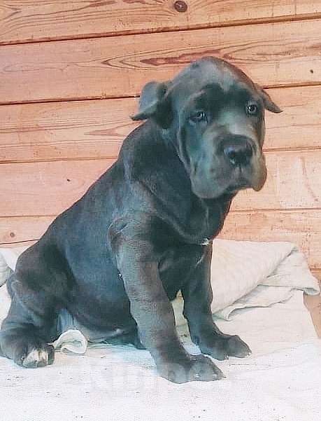 Собаки в Москве: Девочка кане корсо Голубого окраса. Девочка, 80 000 руб. - фото 5