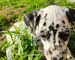 Собаки в Моздоке: Далматин  Девочка, 20 000 руб. - фото 3