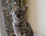 Кошки в Москве: Мейн кун, кошечка. Девочка, 6 000 руб. - фото 5