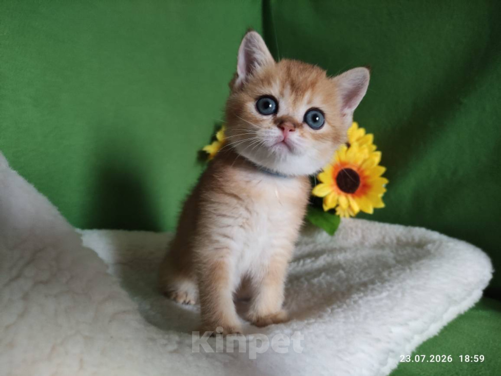 Кошки в Москве: Котик Kuzya скоттиш страйт в золотом окрасе ny11 Мальчик, Бесплатно - фото 5