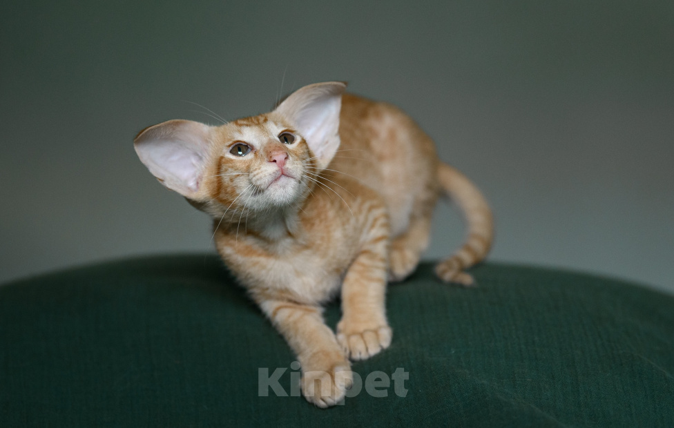 Кошки в Калининграде: Ориентальный котик Мальчик, 180 000 руб. - фото 1