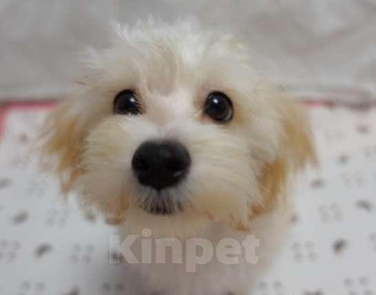 Собаки в Калининграде: Мальтипу Девочка  Девочка, 68 000 руб. - фото 2