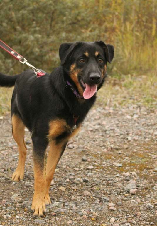 Собаки в Санкт-Петербурге: Маленький энерджайзер - очень веселый, игривый щенок Мальчик, Бесплатно - фото 8