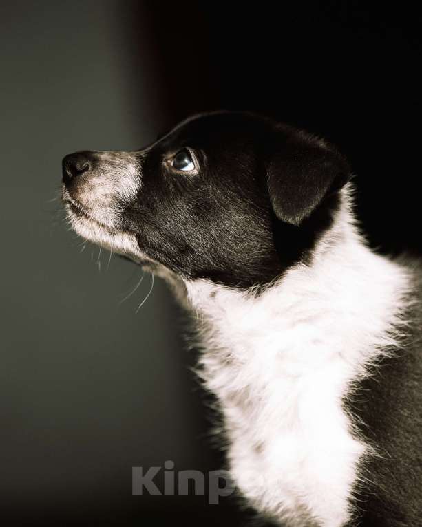 Собаки в Щелково: щенки бордер колли Мальчик, Бесплатно - фото 4