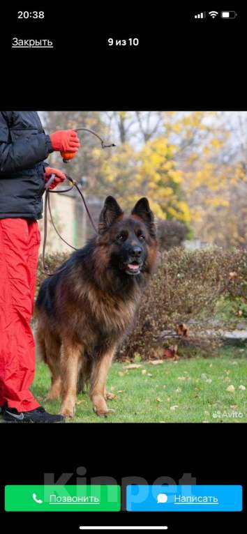 Собаки в Долгопрудном: Щенки немецкой овчарки Девочка, 35 000 руб. - фото 3