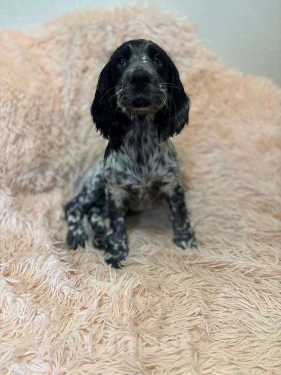 Собаки в Нижнем Новгороде: Прелестная девочка Неополитана ищет свой дом Девочка, 30 000 руб. - фото 1