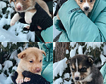 Собаки в Екатеринбурге: Одно месячные щенки Мальчик, Бесплатно - фото 1