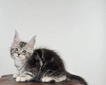 Кошки в Тюмени: Мейн-кун котенок девочка Девочка, 55 000 руб. - фото 4