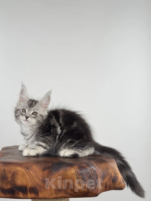 Кошки в Тюмени: Мейн-кун котенок девочка Девочка, 55 000 руб. - фото 4