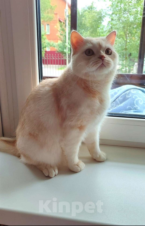 Кошки в Москве: Британские коты Мальчик, 30 000 руб. - фото 2