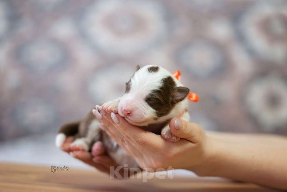Собаки в Москве: Австралийская овчарка, аусси Мальчик, Бесплатно - фото 3