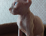 Кошки в Улане-Удэ: блондин с голубыми глазами Мальчик, 50 000 руб. - фото 5