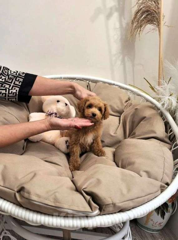 Собаки в Новосибирске: Щенки пуделя, мальтипу Разнополые, Бесплатно - фото 1