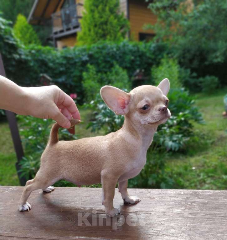 Собаки в Москве: красивый рыжий мальчик гш чихуахуа Мальчик, 45 000 руб. - фото 2