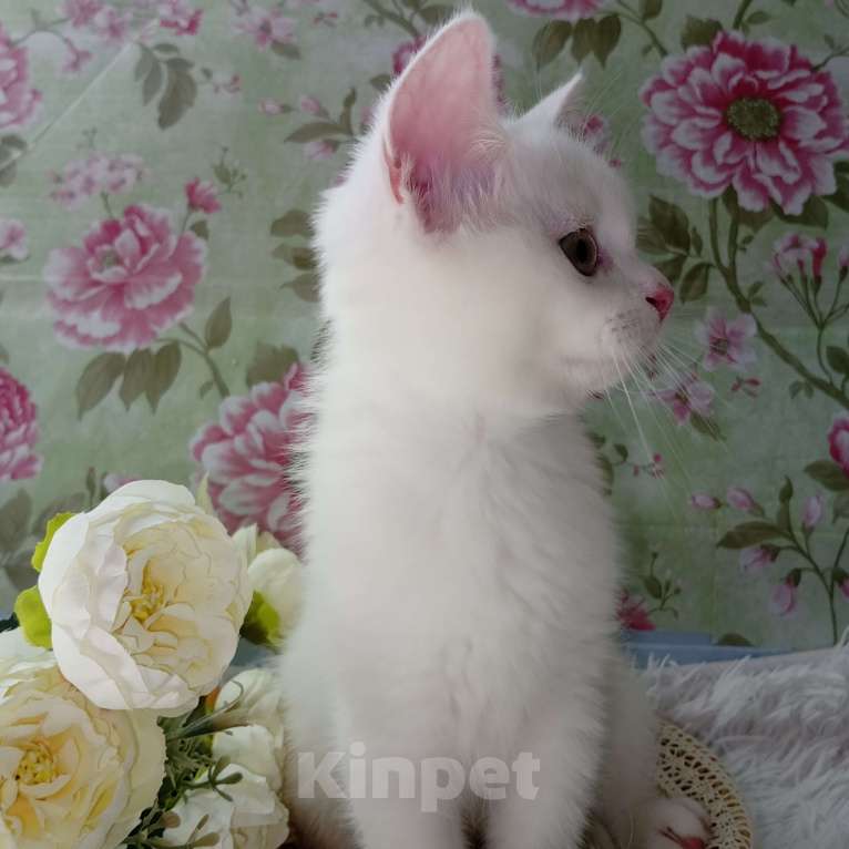 Кошки в Брянске: Милая принцесса белоснежная кошечка Девочка, 15 000 руб. - фото 7