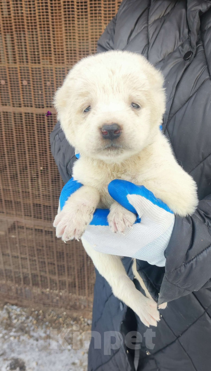 Собаки в Красноуфимске: Щенки алабая Мальчик, Бесплатно - фото 4