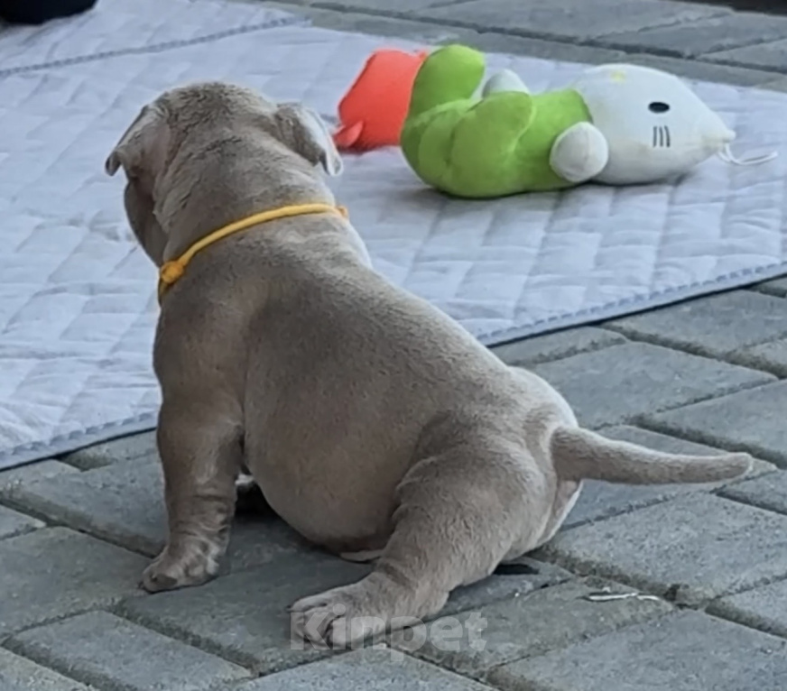 Собаки в Севастополе: Щенок Американский Булли Мальчик, 150 000 руб. - фото 3