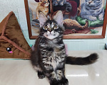 Кошки в Казани: Котята мейн-кун Разнополые, 25 000 руб. - фото 4
