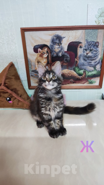 Кошки в Казани: Котята мейн-кун Разнополые, 25 000 руб. - фото 4