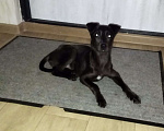 Собаки в Челябинске: Щенок 6 месяцев Девочка, Бесплатно - фото 1