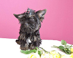 Собаки в Мытищах: Черный йорк девочка  мини Девочка, 25 000 руб. - фото 2