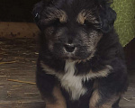 Собаки в Магнитогорске: Банхар(монгольский Волкодав)  Мальчик, 40 000 руб. - фото 1
