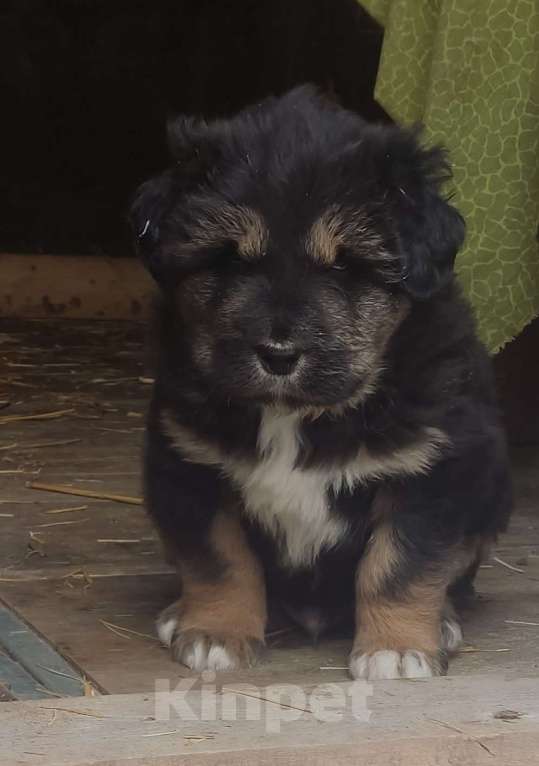 Собаки в Магнитогорске: Банхар(монгольский Волкодав)  Мальчик, 40 000 руб. - фото 1