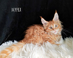 Кошки в Екатеринбурге: Мурка Девочка, 30 000 руб. - фото 3