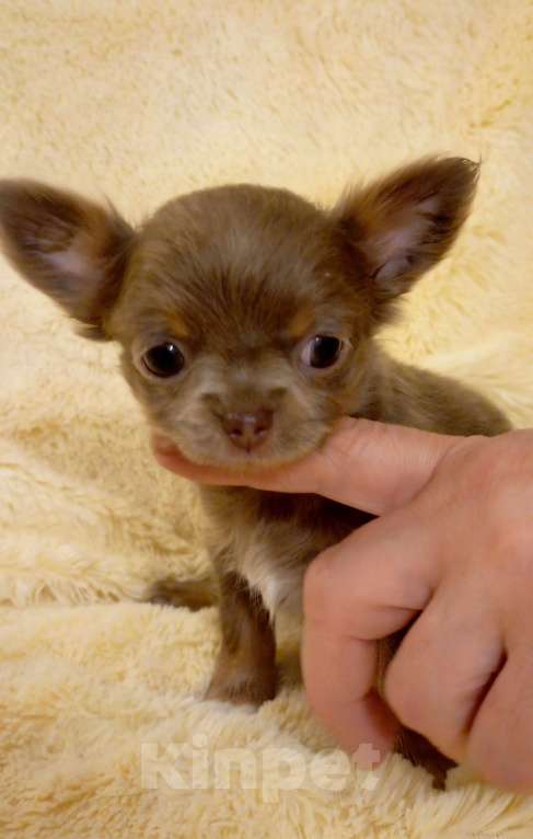 Собаки в Москве: Чихуахуа Мини Мальчик, 45 000 руб. - фото 5