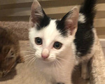 Кошки в Кисловодске: Котёнок в добрые руки Девочка, Бесплатно - фото 5