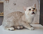 Кошки в Санкт-Петербурге: Британская короткошёрстная серебристая шиншилла Девочка, 10 000 руб. - фото 6