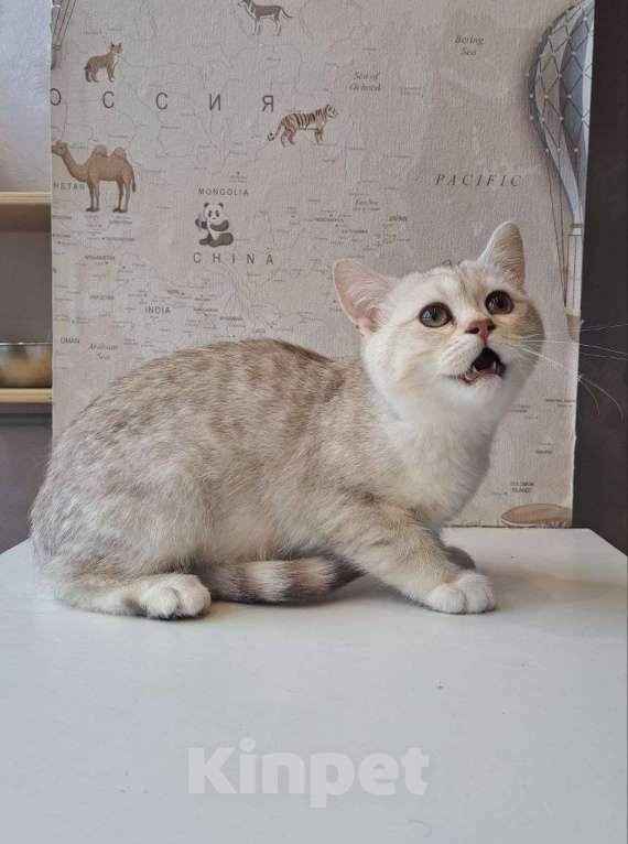 Кошки в Санкт-Петербурге: Британская короткошёрстная серебристая шиншилла Девочка, 10 000 руб. - фото 6