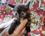 Кошки в Ленинске-Кузнецком: Котята в добрые руки Девочка, Бесплатно - фото 2