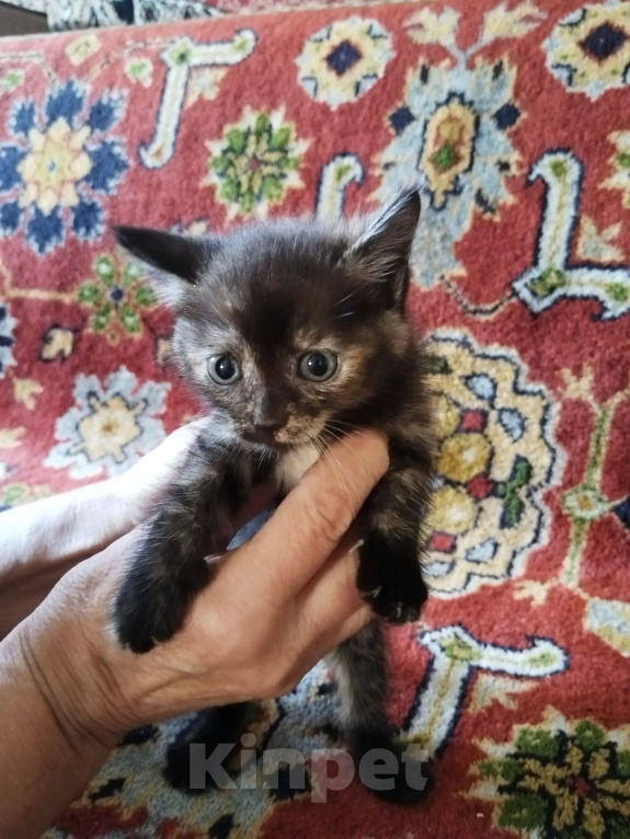 Кошки в Ленинске-Кузнецком: Котята в добрые руки Девочка, Бесплатно - фото 2