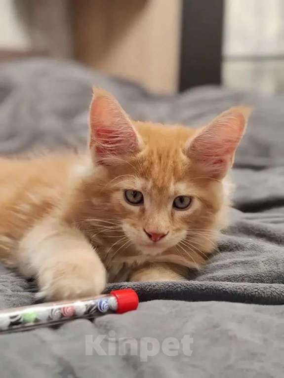 Кошки в Череповце: Котята Мейн Кун Мальчик, Бесплатно - фото 5