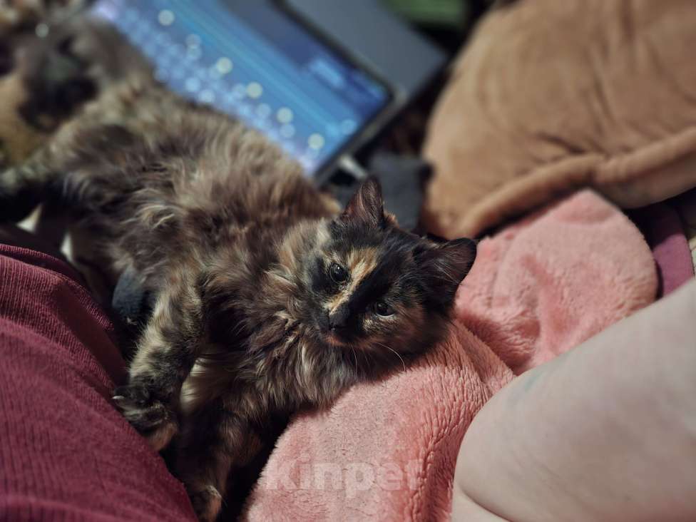 Кошки в Краснодаре: Отдам котенка, девочка Девочка, Бесплатно - фото 1