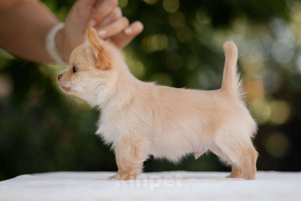 Собаки в других городах Краснодарского края: Щенок Чихуахуа Мальчик, 60 000 руб. - фото 2