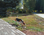 Собаки в Курске: Бигль для вязки, 10 руб. - фото 3