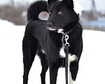 Собаки в Москве: Сева ищет семью Мальчик, Бесплатно - фото 2