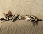 Кошки в Москве: Бенгальские котята Мальчик, 15 000 руб. - фото 5